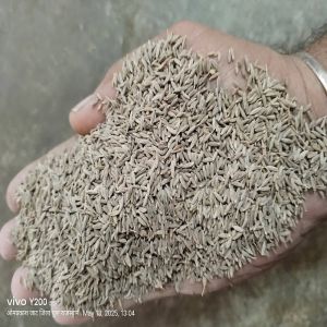 Cumin Seeds