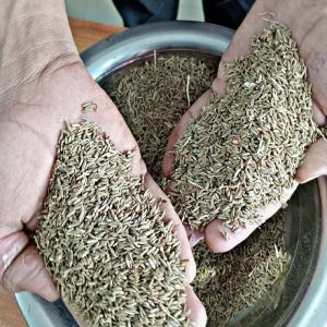 Cumin Seeds