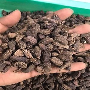 Dried Green Cardamom