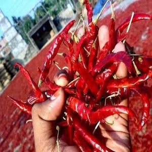 Dry Red Chili