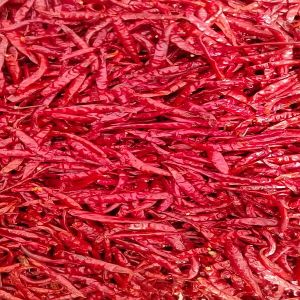 Dry Red Chili