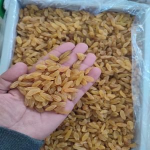 Golden Raisin