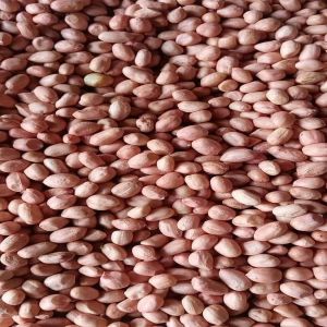 Groundnut Seeds