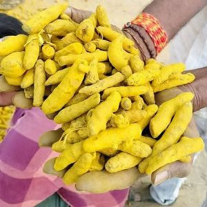 Whole Turmeric Finger