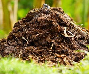 Natural Decomposed Cow Manure