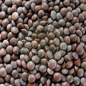 Black Masoor Dal