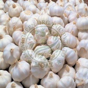 Fresh Indian Garlic