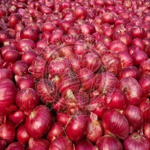 Fresh Red Onion