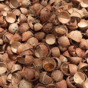 Brown Coconut Shells
