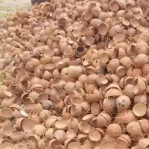 Raw Coconut Shells
