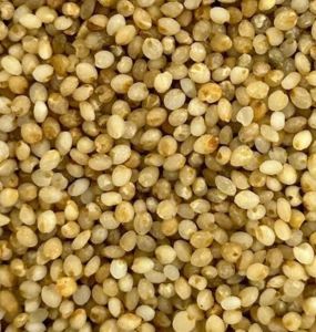 Natural Little Millet