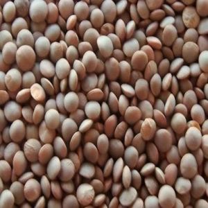 Whole Masoor Dal