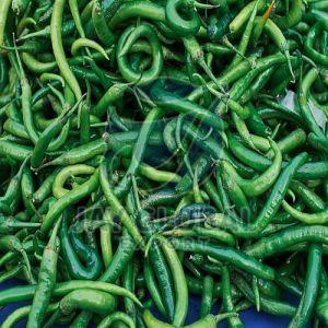 Fresh Green Chilli