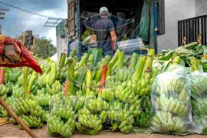 Premium G9 Fresh Green Cavendish Banana