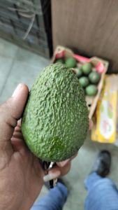 Avocado