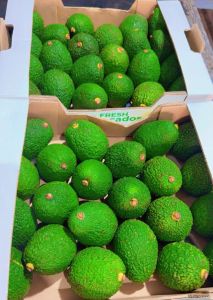 Avocado