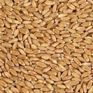 Natural Wheat Grain