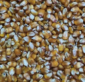Yellow Corn Maize
