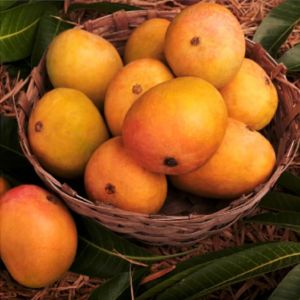 Fresh Badami Mango