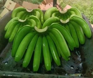 Fresh Cavendish Bananas