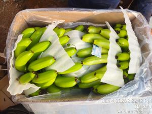 Fresh Cavendish Bananas
