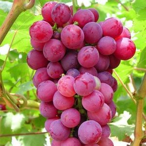 Fresh Red Grapes