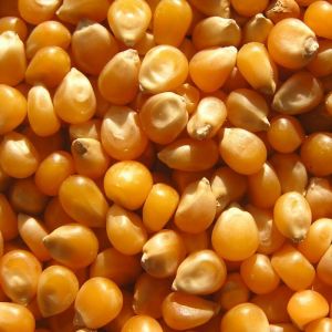 Whole Maize Seeds