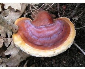 Fresh Ganoderma Mushroom