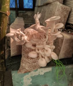 Mushroom Growing Bags