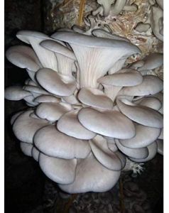 Oyster Mushroom Spawn