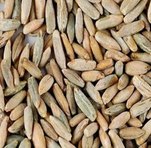 Dried Rye Seeds