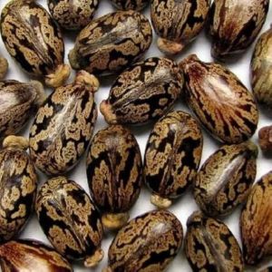 Premium Castor Seeds