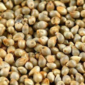 Premium Pearl Millet