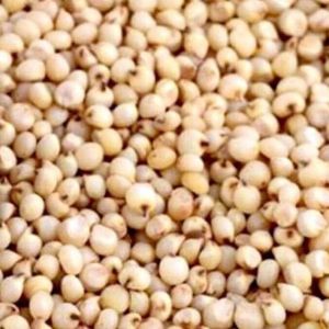 Premium Sorghum