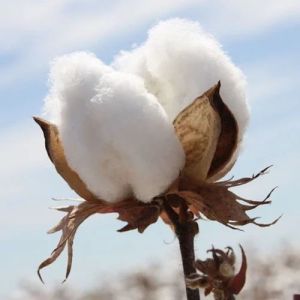 Raw Cotton Fiber