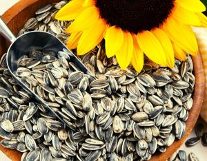Sunflower Oil Seeds
