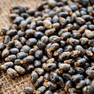 Dried Castor Seed