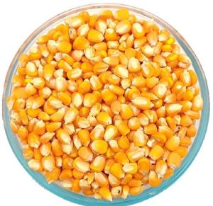 Dried Yellow Corn Seed