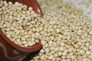 Organic Jowar Seeds
