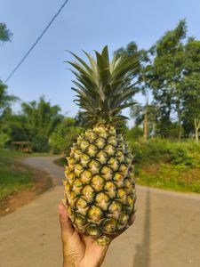 Fresh Pineapples