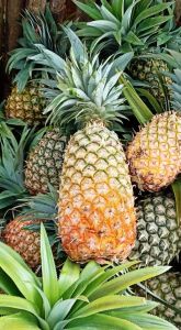 Fresh Pineapples