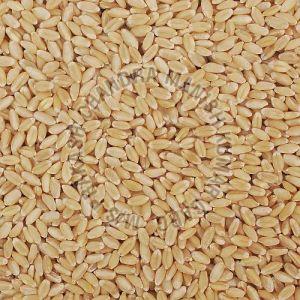Sortex Clean Lokwan Wheat Grain