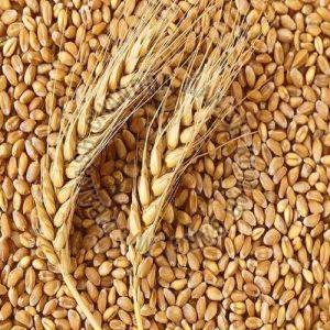 WH-147 Organic Wheat Grain