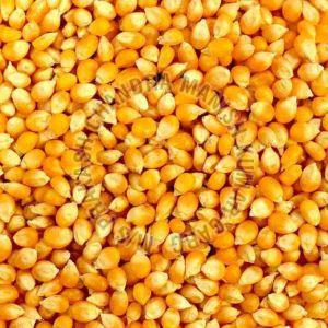 Yellow Raw Maize Seeds