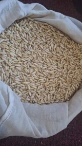 Pinenut Kernels