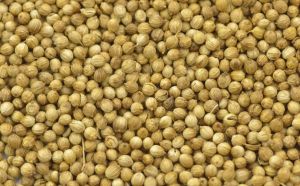 Coriander Seed