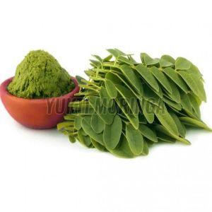 Organic Moringa Leaves Powder
