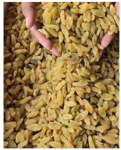 Long Golden Dried Raisins