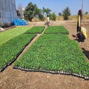 Organic Farming Consultancy Services