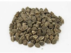Dried Moringa Seeds